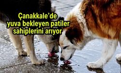 Çanakkale’de yuva bekleyen patiler sahiplerini arıyor