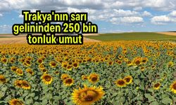 Trakya'nın sarı gelininden 250 bin tonluk umut (Video)