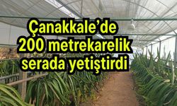 Çanakkale’de 200 metrekarelik serada yetiştirdi