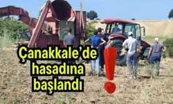 Çanakkale’de hasadına başlandı!