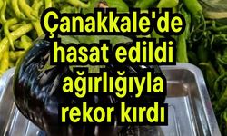 Çanakkale'de hasat edildi, ağırlığıyla rekor kırdı