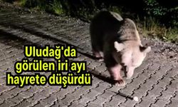 Uludağ'da görülen iri ayı hayrete düşürdü (Video)