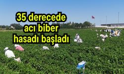 35 derecede acı biber hasadı başladı (Video)
