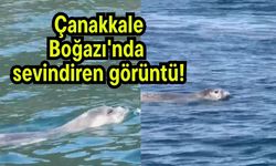 Çanakkale Boğazı'nda sevindiren görüntü!