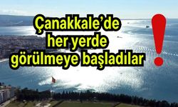 Çanakkale’de her yerde görülmeye başladılar!