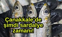 Çanakkale’de şimdi sardalye zamanı!