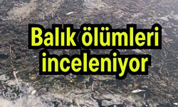 Balık ölümleri inceleniyor