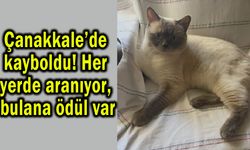 Çanakkale’de kayboldu, bulana ödül var