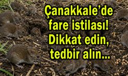 Çanakkale’de fare istilası! Dikkat edin, tedbir alın