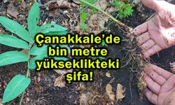 Çanakkale’de bin metre yükseklikteki şifa!