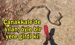 Çanakkale’de yılan, öyle bir yere girdi ki!