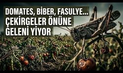 Çekirge İstilası Üreticiyi Zor Durumda Bıraktı (Video)