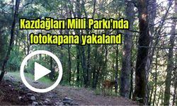 Kazdağları Milli Parkı'nda fotokapana yakalandı (Video)