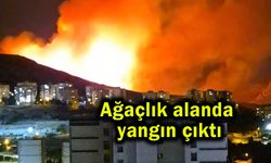 Ağaçlık alanda yangın çıktı (Video)