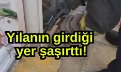 Yılanın girdiği yer şaşırttı! (Video)
