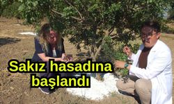 Sakız hasadına başlandı (Video)