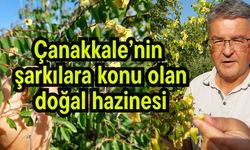 Çanakkale’nin şarkılara konu olan doğal hazinesi