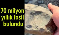 70 milyon yıllık fosil bulundu