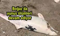 Boğaz’da yunus ölümleri devam ediyor (Video)