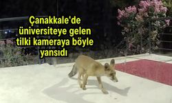 Çanakkale'de üniversiteye gelen tilki kameraya böyle yansıdı (Video)