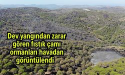 Dev yangından zarar gören fıstık çamı ormanları havadan görüntülendi (Video)