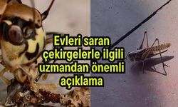 Evleri saran çekirgelerle ilgili uzmandan önemli açıklama (Video)