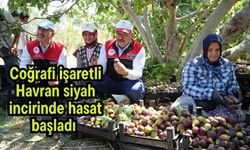 Coğrafi işaretli Havran siyah incirinde hasat başladı (Video)
