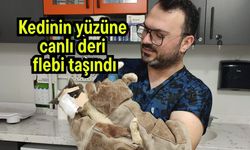 Kedinin yüzüne canlı deri flebi taşındı