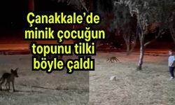 Çanakkale’de minik çocuğun topunu tilki böyle çaldı (Video)