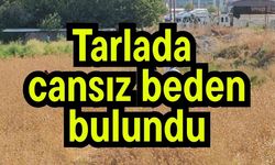 Tarlada cansız beden bulundu