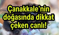 Çanakkale’nin doğasında dikkat çeken canlı!