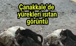 Çanakkale’de yürekleri ısıtan görüntü