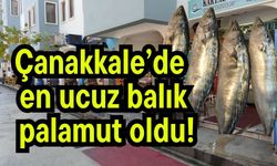 Çanakkale’de en ucuz balık palamut oldu!