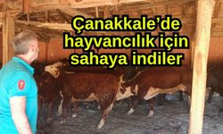 Çanakkale’de hayvancılık için sahaya indiler