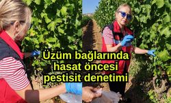 Üzüm bağlarında hasat öncesi pestisit denetimi