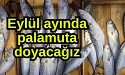 Eylül ayında palamuta doyacağız (Video)