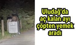 Uludağ'da aç kalan ayı çöpten yemek aradı (Video)