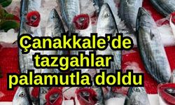 Çanakkale’de tazgahlar palamutla doldu