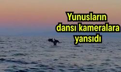 Yunusların dansı kameralara yansıdı (Video)