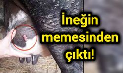 İneğin memesinden çıktı!