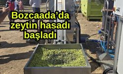 Bozcaada’da zeytin hasadı başladı