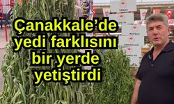 Çanakkale’de yedi farklısını bir yerde yetiştirdi