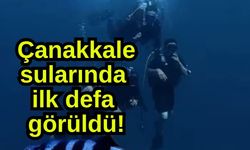 Çanakkale sularında ilk defa görüldü!