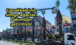 Çanakkale’nin simge ağaçları bakımdan geçiriliyor