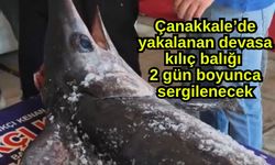 Çanakkale’de yakalanan devasa kılıç balığı 2 gün boyunca sergilenecek (Video)