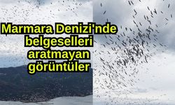 Marmara Denizi'nde belgeselleri aratmayan görüntüler (Video)