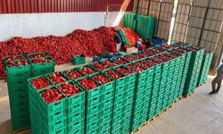Kapya biberde bolluk fiyatları etkiliyor