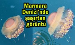 Marmara Denizi’nde şaşırtan görüntü (Video)