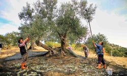 Zeytinyağında Hile Uyarısı: 800 TL'ye Satılan Yağa Dikkat!