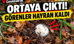 Çanakkale’de ortaya çıktı! Görenler hayran kaldı